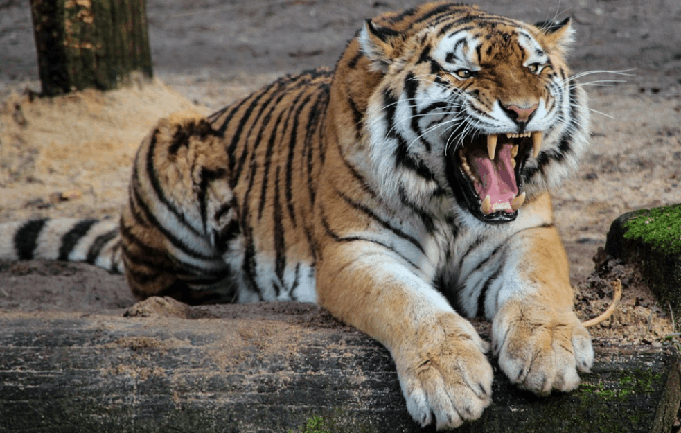 TIGAR PREKLAO RADNICU U SAFARI PARKU: Horor u Čileu!